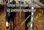 Türkiye'nin ilk eşek çiftliği süt üretimine hazırlanıyor