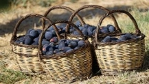 Türkiye'nin incirdeki yeni yıldızı "Siyah orak", Kuzey Ege'de yayılıyor