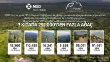 Üç Kıtada 297 Bin Ağaç: MSD Hayvan Sağlığı ve WeForest 10. Yılını Kutluyor