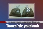 Uyuşturucuyla Mücadele Derneği Başkanı 'bonzai'yle yakalandı