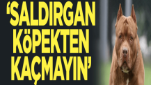 Uzmanlar uyardı: Saldırgan köpekten kaçmayın