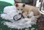 Yavru köpeğe buzlu serinlik
