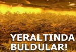 Yeraltı sığınağında esrar tarlası bulundu