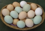 Yumurta rekora koşuyor