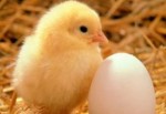Yumurtanın içinden çıkana inanamayacaksınız!