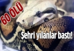 Zehirli yılanlar kenti bastı: 60 ölü
