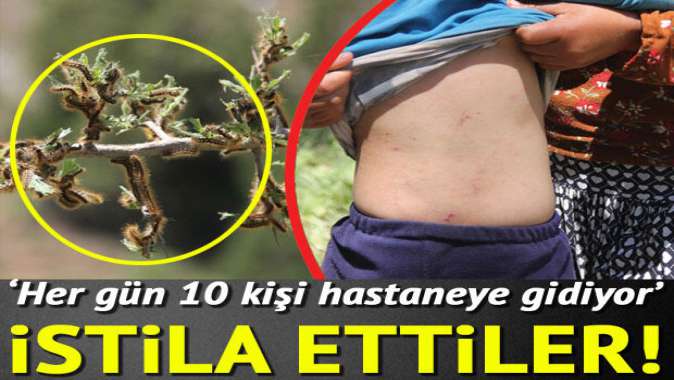 Tırtıl istilası! Her gün 10 kişi hastaneye gidiyor...