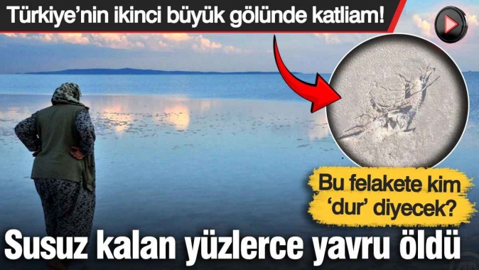 Türkiye’nin ikinci büyük gölünde katliam! Susuz kalan yüzlerce yavru öldü: