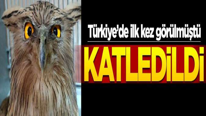 Türkiyede ilk kez geçen hafta görülmüştü... Öldürüldü!