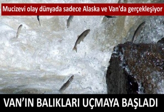 Uçan balık şöleni başlıyor