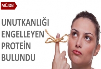 Unutkanlığı engelleyen protein bulundu