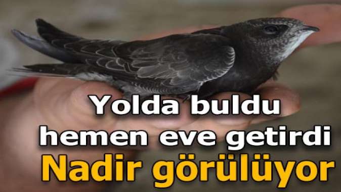 Yolda buldu, hemen eve getirdi! Türünü sonra anladı...