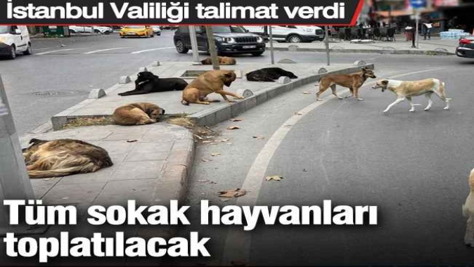 İstanbul Valiliği talimat verdi: Tüm sokak hayvanları toplatılacak