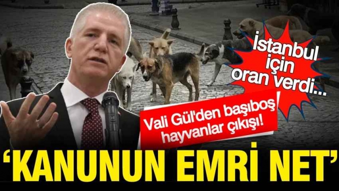 İstanbul Valisi Davut Gül'den başıboş hayvanlar çıkışı: Kanunun emri net